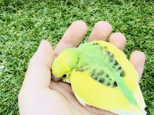 セキセイインコ