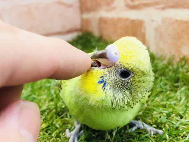 セキセイインコ