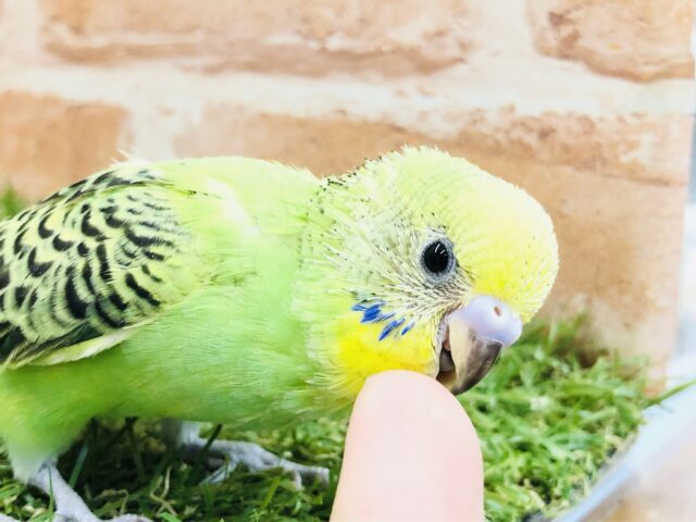 セキセイインコ