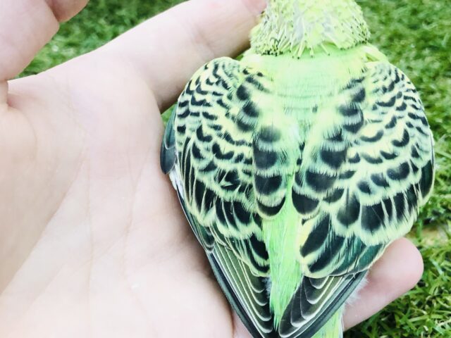 セキセイインコ