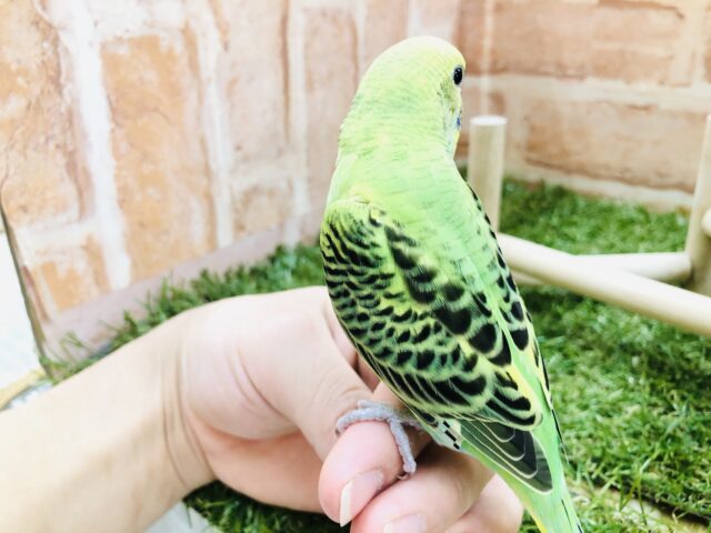 セキセイインコ