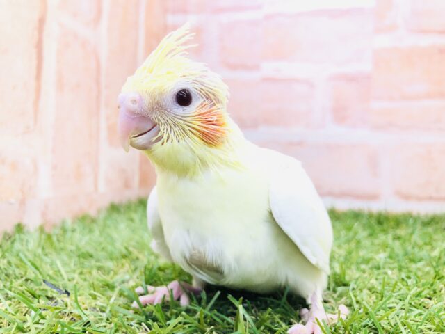オカメインコ