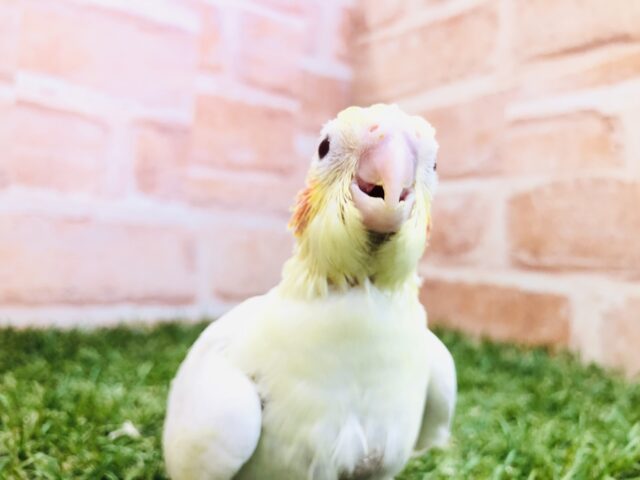 オカメインコ
