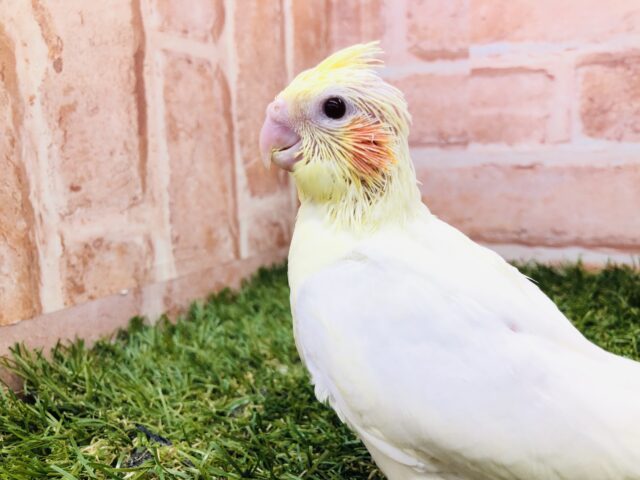 オカメインコ