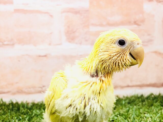 コザクラインコ（小桜インコ）