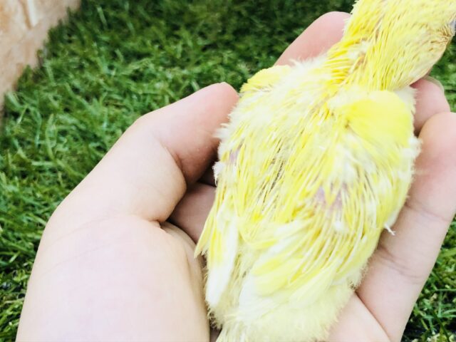 コザクラインコ（小桜インコ）