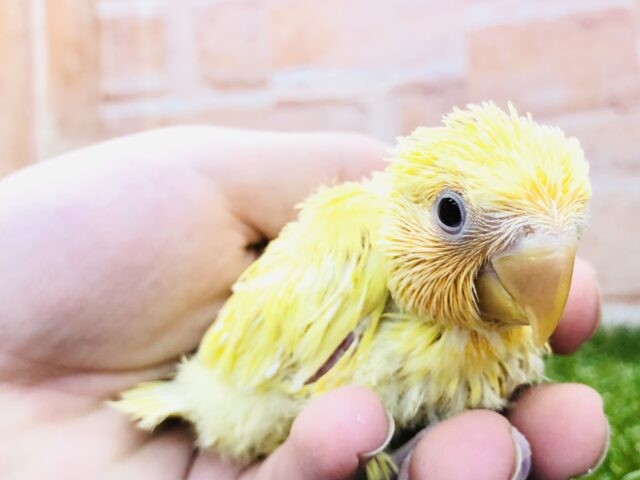 コザクラインコ（小桜インコ）