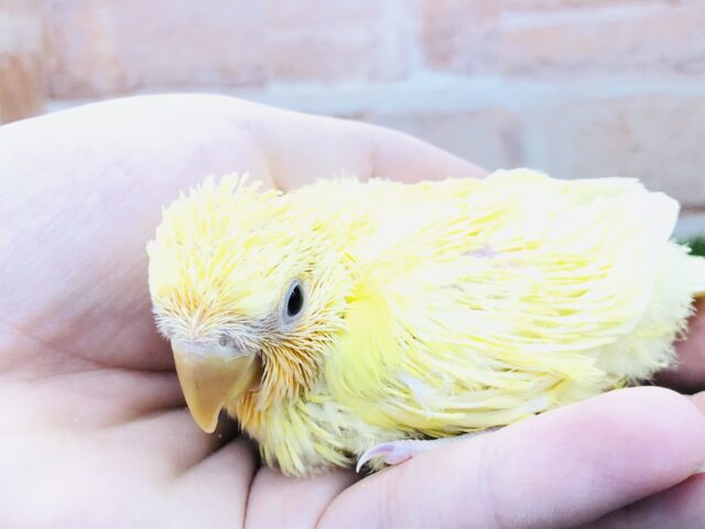 コザクラインコ（小桜インコ）