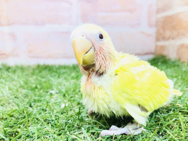 コザクラインコ（小桜インコ）