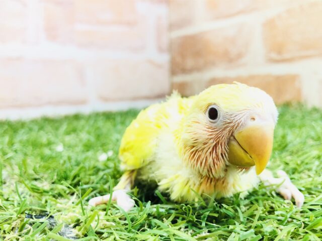 コザクラインコ（小桜インコ）