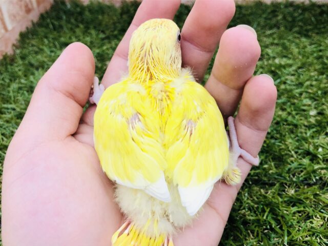 コザクラインコ（小桜インコ）