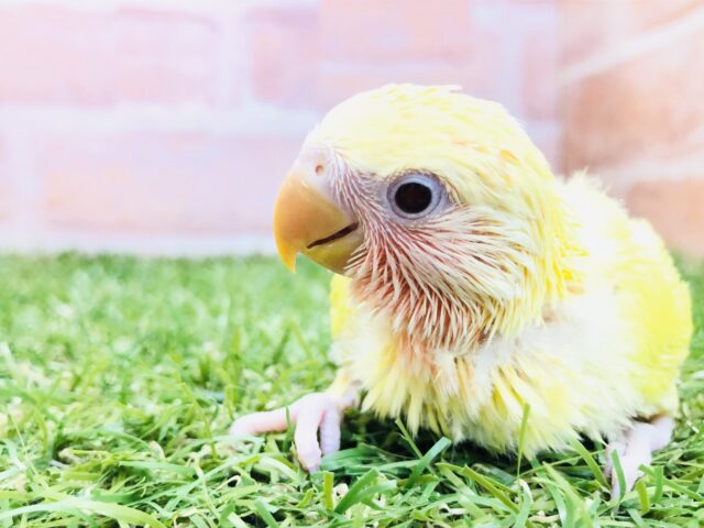 コザクラインコ（小桜インコ）