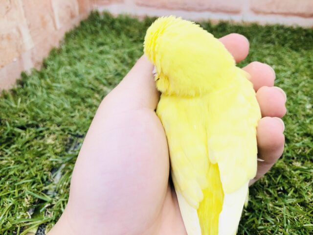 ジャンボセキセイインコ