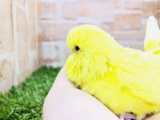 ジャンボセキセイインコ