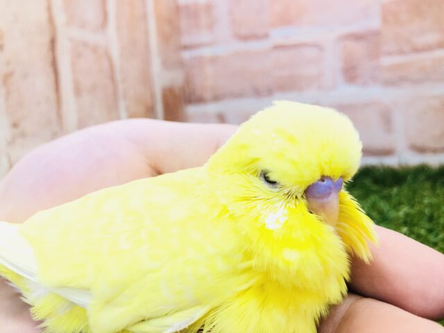 ジャンボセキセイインコ