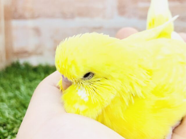 ジャンボセキセイインコ