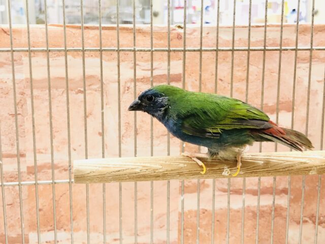 チモールセイコウチョウ