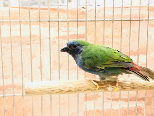 チモールセイコウチョウ