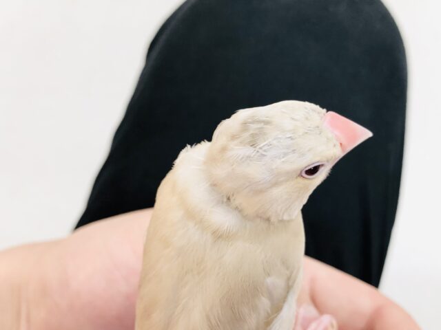 シナモン文鳥