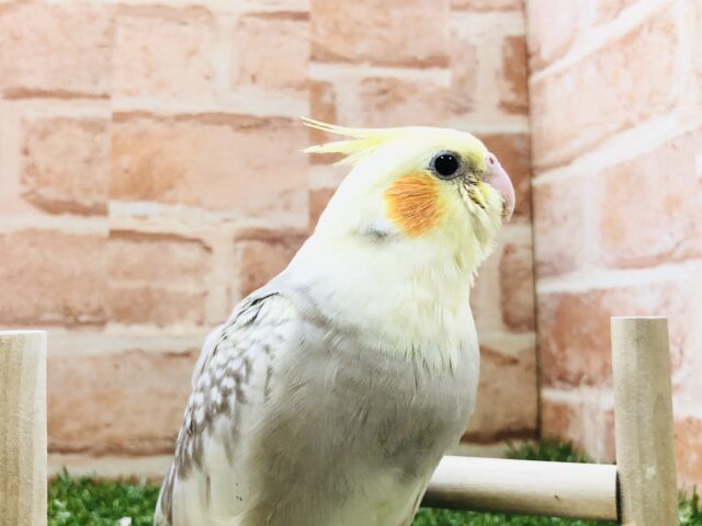 オカメインコ