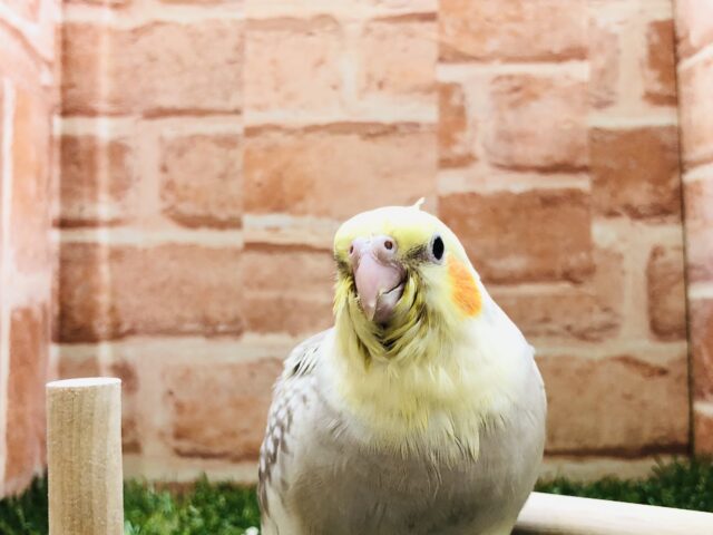 オカメインコ