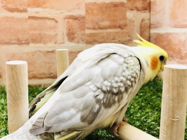 オカメインコ