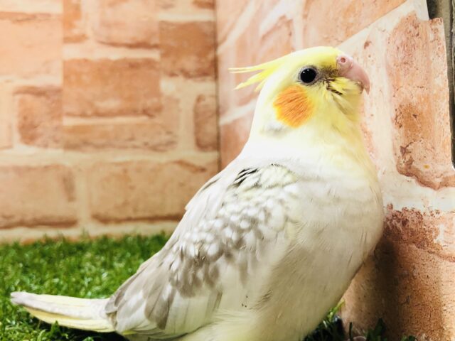 オカメインコ
