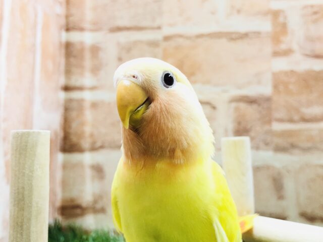 コザクラインコ（小桜インコ）