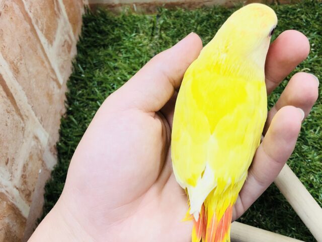 コザクラインコ（小桜インコ）