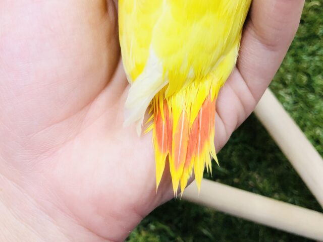 コザクラインコ（小桜インコ）