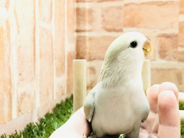 コザクラインコ（小桜インコ）