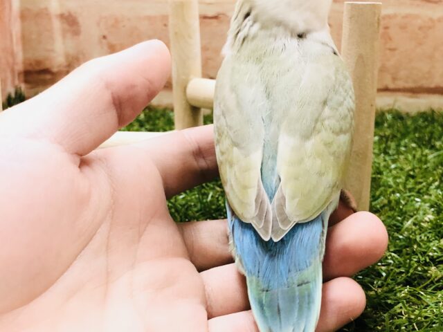 コザクラインコ（小桜インコ）