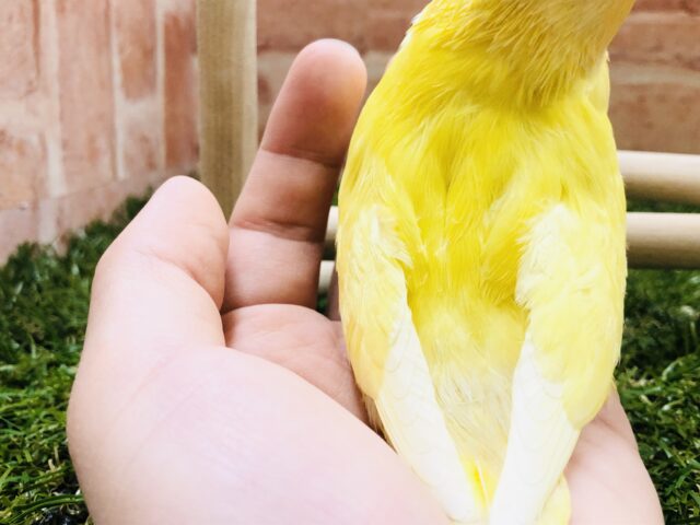 コザクラインコ（小桜インコ）
