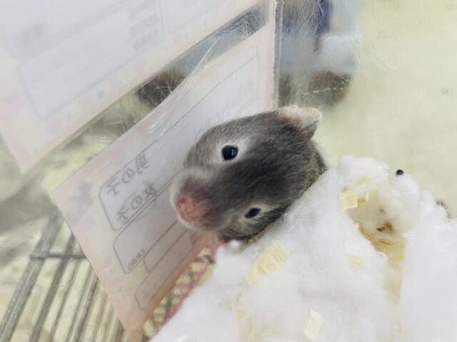 ゴールデンハムスター