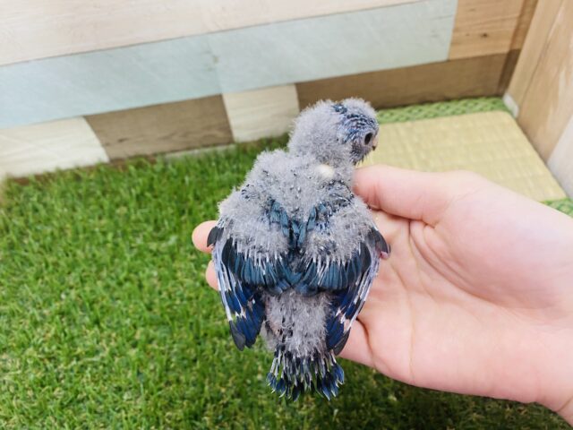 サザナミインコ