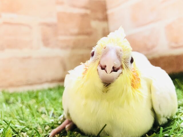 オカメインコ