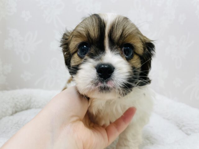 キャバペキ（ペキキャバ）