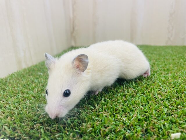 ゴールデンハムスター