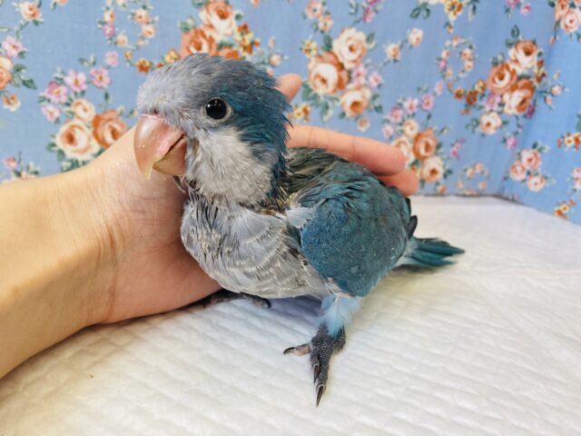 オキナインコ