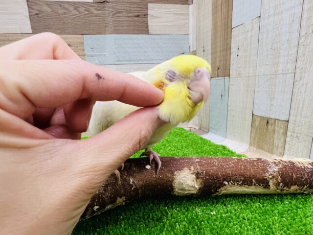 オカメインコ