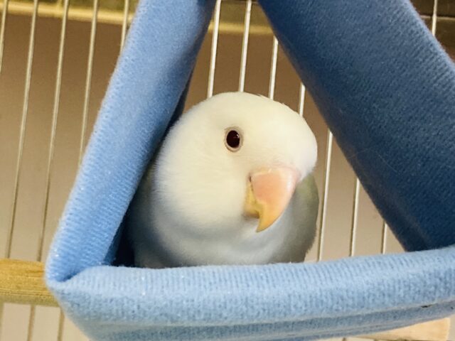 コザクラインコ（小桜インコ）