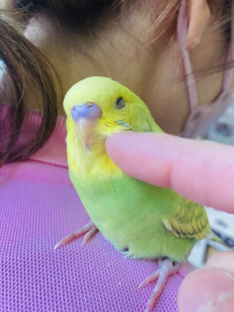 セキセイインコ