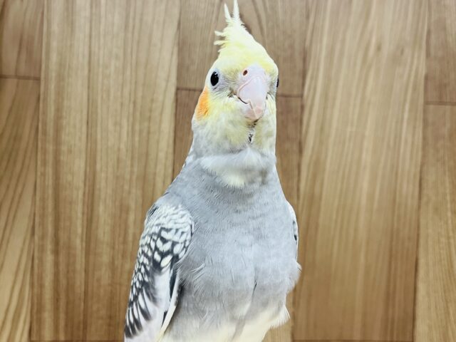 オカメインコ
