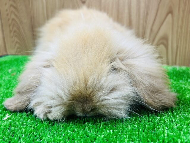 アメリカンファジーロップ