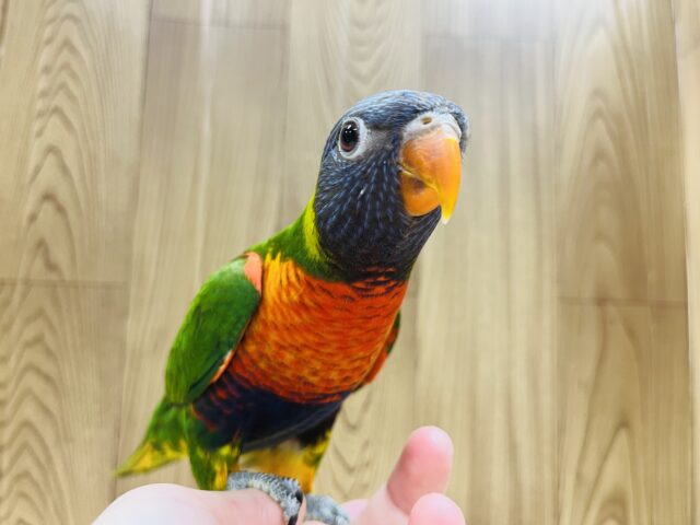 ゴシキセイガイインコ