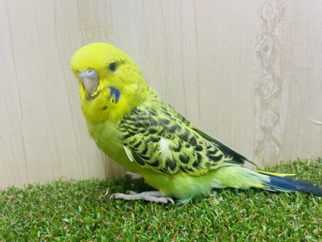 ジャンボセキセイインコ