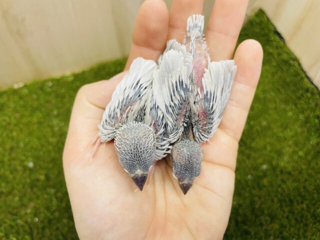 シルバー文鳥