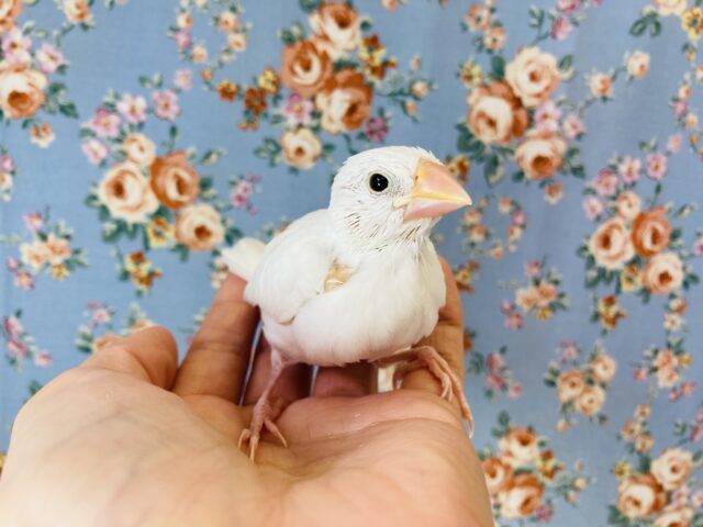 桜文鳥 / 白文鳥