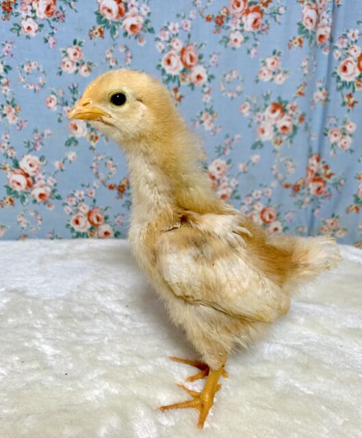 ボリスブラウン