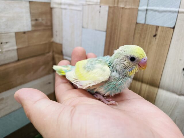 セキセイインコ